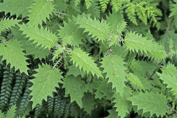  (Urtica ferox)    .     ,  ...