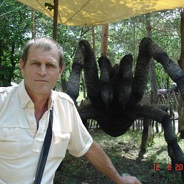 ������, ����������, 62 ����