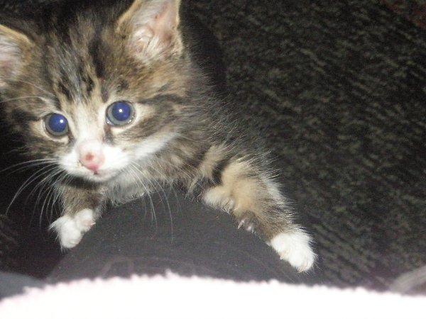 #Безкота_добро.Декабрь, 5 лет назад. Морозы были очень сильные,до -30. На лестничной площадке стоял ... - 2