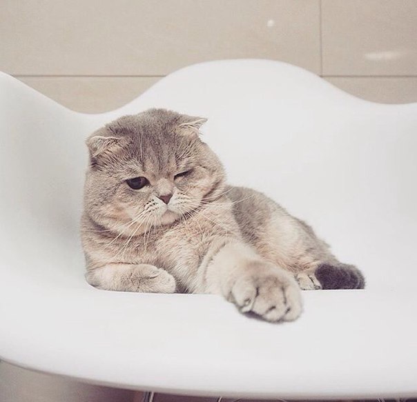 Без кота и жизнь не та - 13 марта 2016 в 08:30 - 2