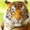 ���� Vytautas Matulis, ������, 55 ��� - ��������� 4 ���� 2016 � ������ ���� ����������