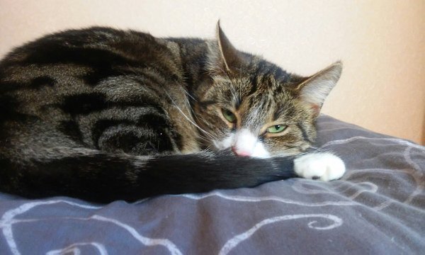 #Безкота_добро.Декабрь, 5 лет назад. Морозы были очень сильные,до -30. На лестничной площадке стоял ... - 4