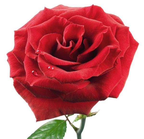 http://s02.yapfiles.ru/files/1498728/.swf 