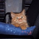 ���� Kienzle, ��������, 62 ���� - ��������� 1 �������� 2016 � ������ �Avataria�