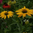 ���� Feliks, ������, 61 ��� - ��������� 26 ���� 2016 � ������ ���� ����������