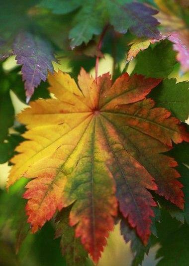 В тебе самом есть тишина, есть святилище, куда ты в любое время можешь удалиться, чтобы побыть самим ... - 6