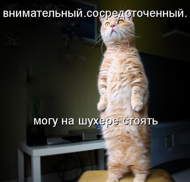 Без кота и жизнь не та - 13 марта 2016 в 13:35