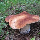 ���� �������, ������ - ��������� 5 ��� 2016 � ������ ������� ���� 2015�