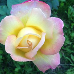 ����, ���������, 51 ���