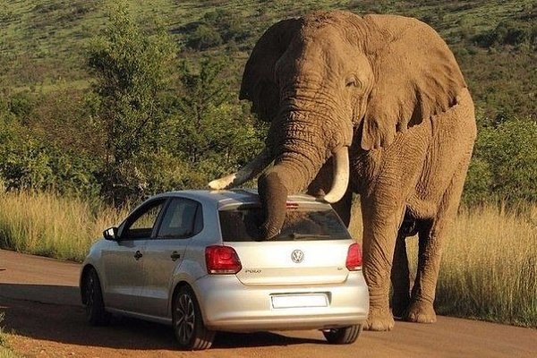 Два перепуганных пассажира Volkswagen Polo оказались в неправильном месте в неправильное время. Слон ... - 3