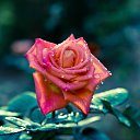 ���� ���� L., �����������, 56 ��� - ��������� 2 �������� 2016 � ������ ���� ����������