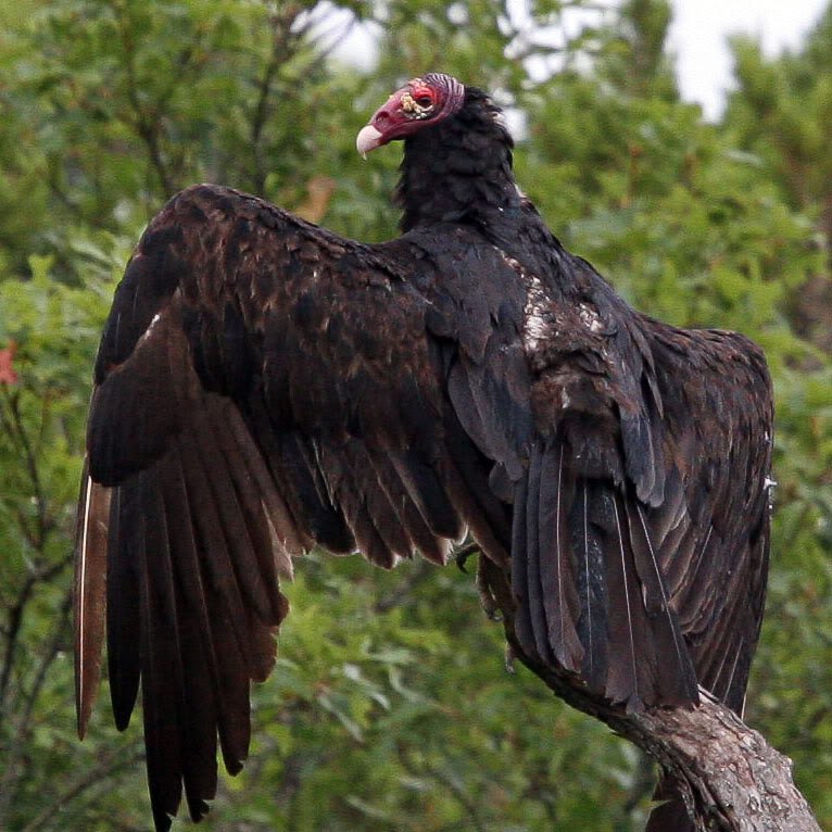 -  - (. Cathartes aura)       ...