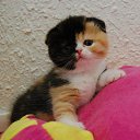 ���� Temur, ������� - ��������� 5 ���� 2016 � ������ ���� ����������