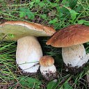 ���� �������, ������ - ��������� 5 ��� 2016 � ������ ������� ���� 2015�