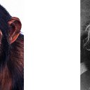 ��������� ������� ���������� - Homo, ���������, ������ ������� �� - Homo Sapiens. �� ������� ������ ��������