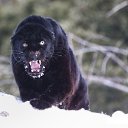 ���� Bagira, ������ - ��������� 3 ������ 2016 � ������ ���� ����������