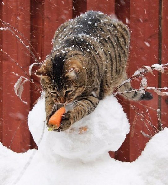 Коты-воришки, пойманные с поличным - 3