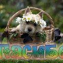���� ������, ��������, 79 ��� - ��������� 11 ��� 2016 � ������ �������� ��������