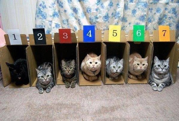 Причина по которой кошачьи бега не популярны.