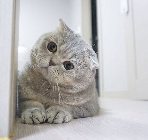 Без кота и жизнь не та - 13 марта 2016 в 08:30 - 4