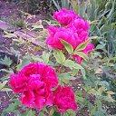 ���� �������, ���������, 66 ��� - ��������� 5 ���� 2016 � ������ ���������� ������