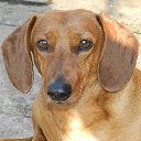 ���� �������, ����, 61 ��� - ��������� 6 ��� 2016 � ������ ���� ����������