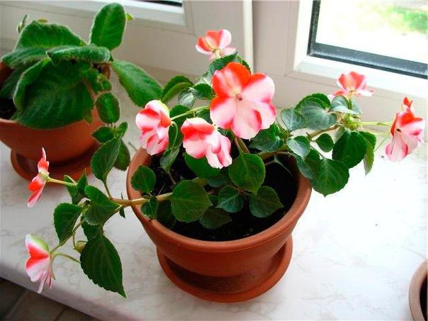 .  (Impatiens)   500      ... - 7