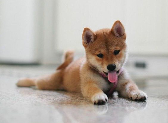 В мире животных - 10 мая 2016 в 07:12