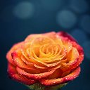 ���� ������, ������, 40 ��� - ��������� 17 ����� 2016 � ������ ���� ����������