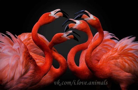 В мире животных - 19 мая 2016 в 17:05