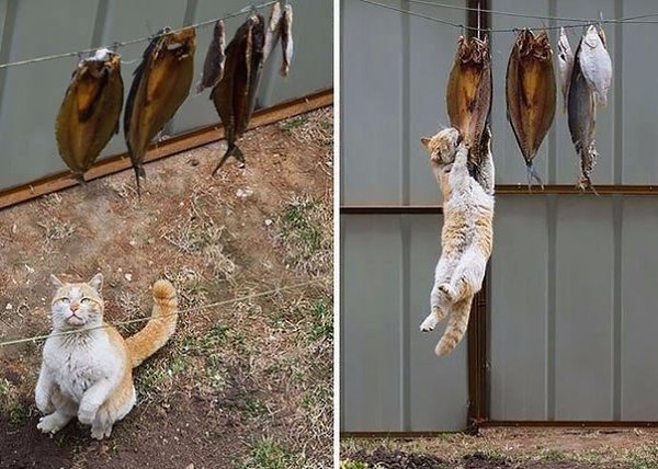 Коты-воришки, пойманные с поличным - 5