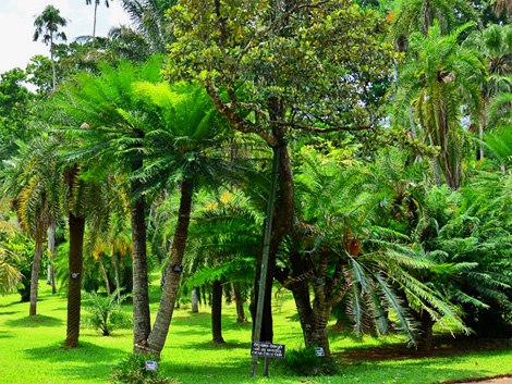   (Royal Botanical Garden)       .   ... - 5