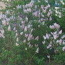 ���� Sani, �������, 45 ��� - ��������� 23 ��� 2016 � ������ ���� ����������