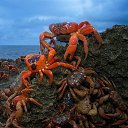 ���� �����..., ����� - ��������� 22 ��� 2016 � ������ ������ �������.�