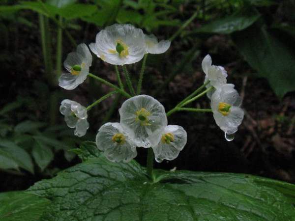      (Diphylleia grayi)  .    ... - 7