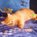 ������-��������� �� ������� �Avataria�