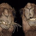 ���� �����, ����������, 62 ���� - ��������� 15 ���� 2016 � ������ ���� ����������