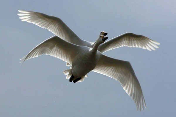 .           ...      ...