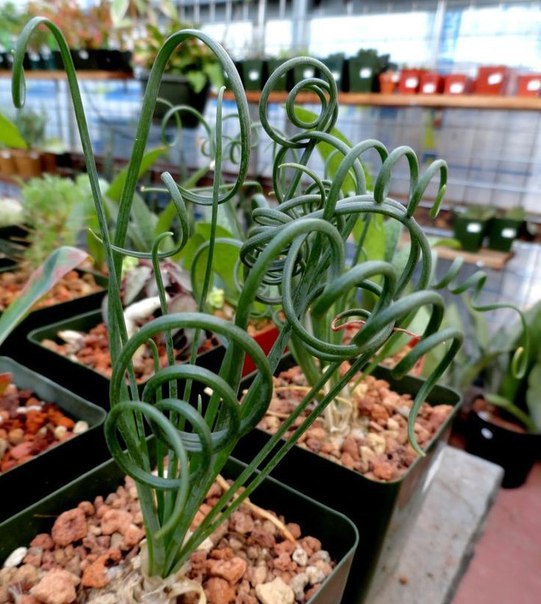 Albuca Spiralis(Альбука Спиральная) - растение с "завивкой"
