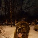  ~~, , 32  -  17  2016   2016-2017