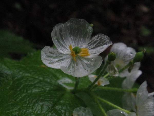      (Diphylleia grayi)  .    ... - 9