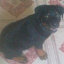 ���� ���������, �������, 39 ��� - ��������� 2 ������� 2016 � ������ ���� ����������