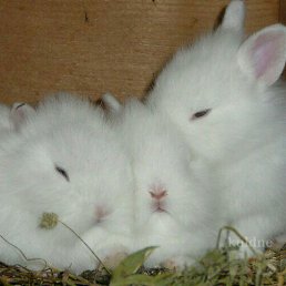 ���� �� ���5567, �����, 37 ��� - ��������� 9 ��� 2016