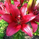 BATISTERO (��-������) ���� �������� �� ������� ���� ����ۻ