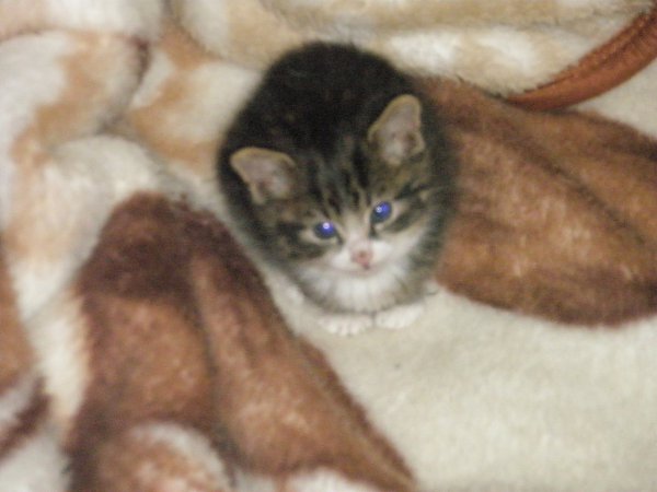 #Безкота_добро.Декабрь, 5 лет назад. Морозы были очень сильные,до -30. На лестничной площадке стоял ...