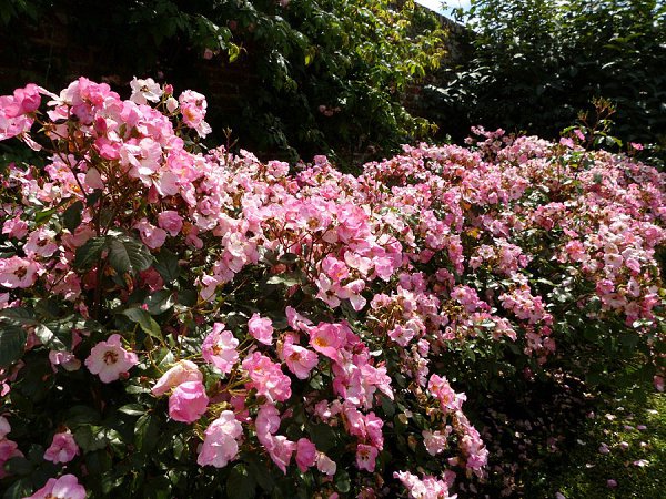 ���� �������� ���������(Penshurst Place & Gardens)����,��������������. ��� �������� ����������� ... - 2