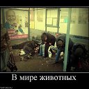  , , 49  -  24  2016   ߻
