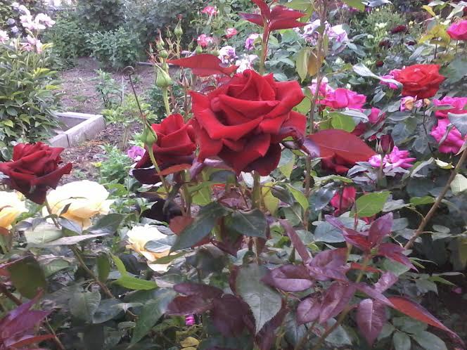 ��� ����� ! - 3