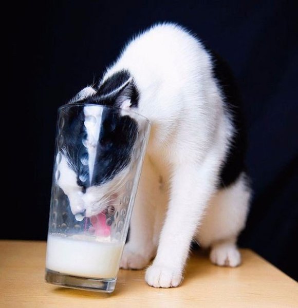 Коты-воришки, пойманные с поличным - 8