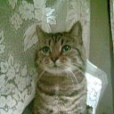 ���� ������� ������, �������, 57 ��� - ��������� 1 ��� 2016 � ������ ���� ������